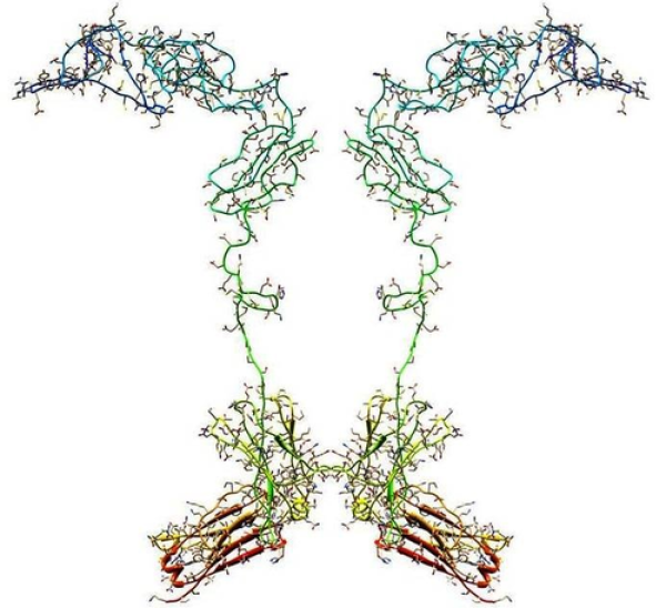 Structure image - Etanercept